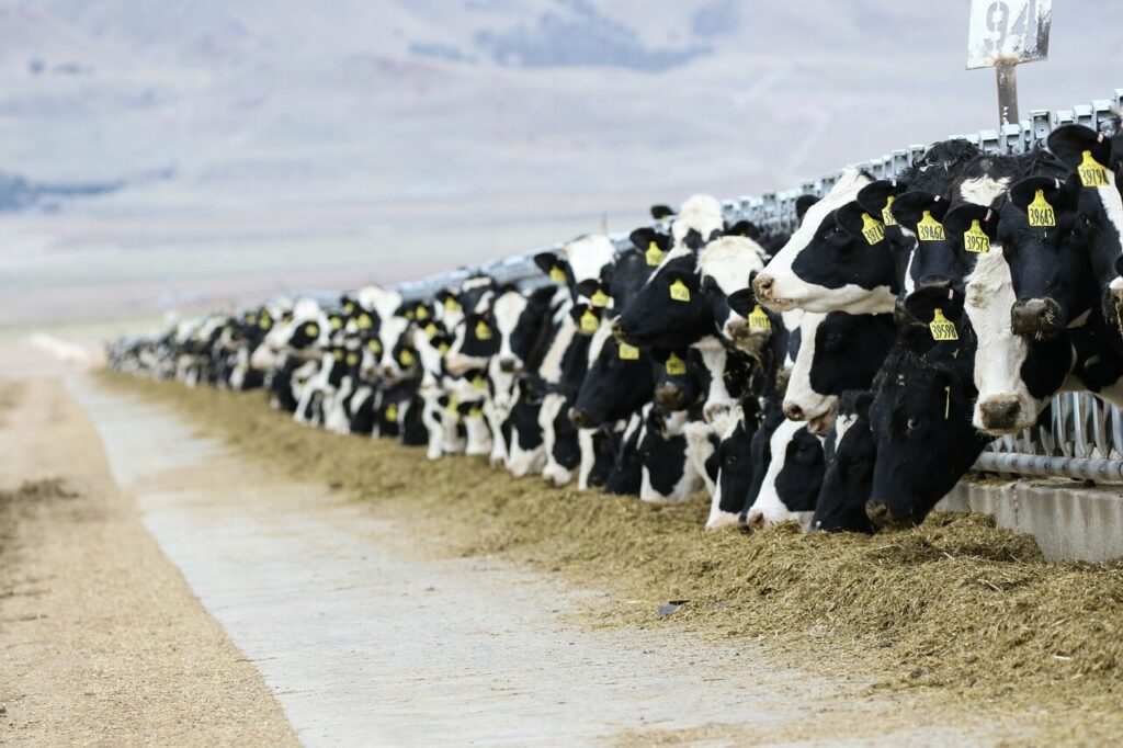 cows feeding