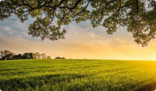 fields at golden hour