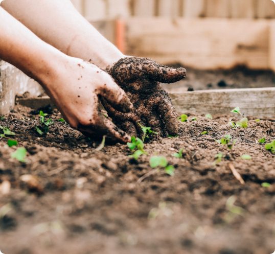 Image of hands in the dirt planting seeds
